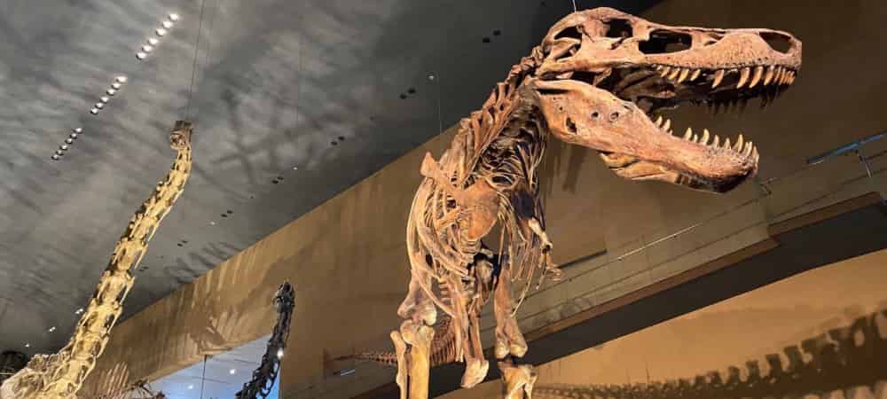 いのちのたび博物館恐竜骨格標本